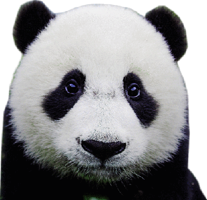 Pandatube Pandatube